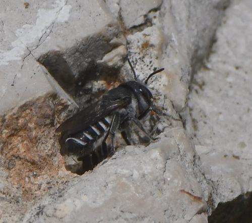 Megachile sp.